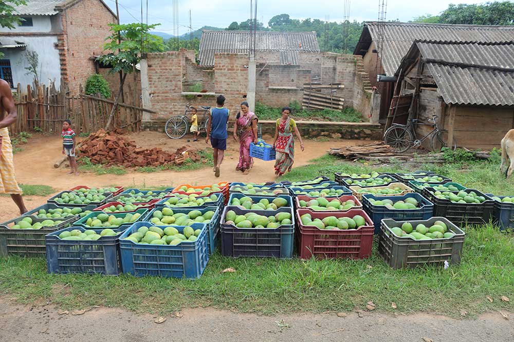 Orissa Tribal Empowerment and Livelihood Programme (OTELP)