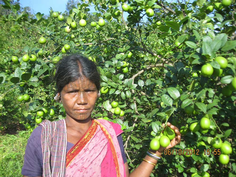 Orissa Tribal Empowerment and Livelihood Programme (OTELP)