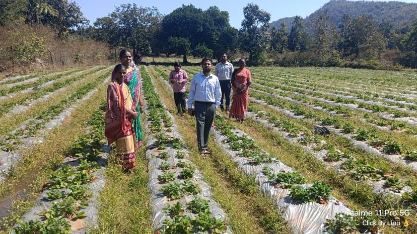 Promotion of Agriculture Production Clusters in tribal Regions of Odisha gallery image 4