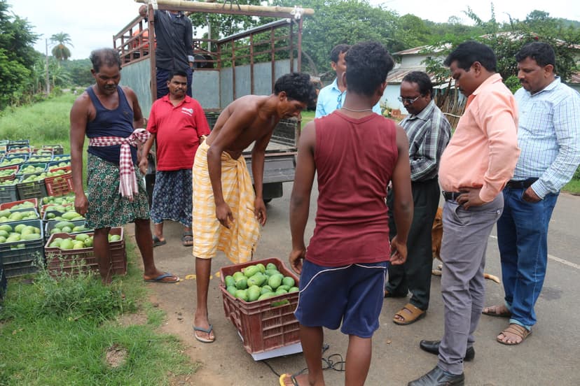 Orissa Tribal Empowerment and Livelihood Programme (OTELP) gallery image 6
