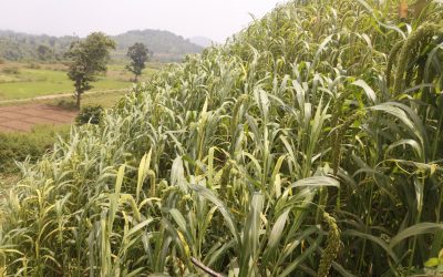 Millet cultivation -Jagruti Kandhamal – Millet Mission Odisha