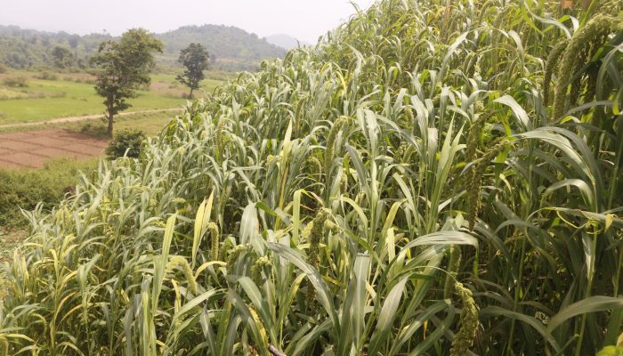 Millet cultivation -Jagruti Kandhamal