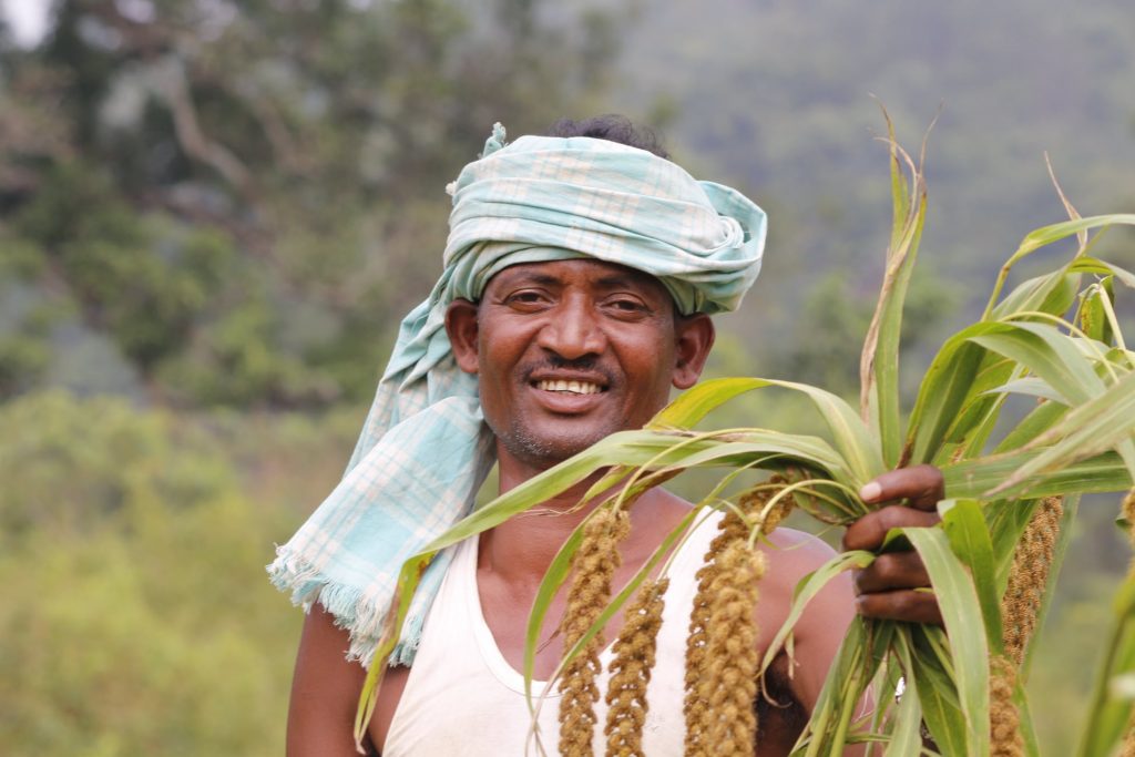 Millet cultivation 4 - Jagruti Kandhamal