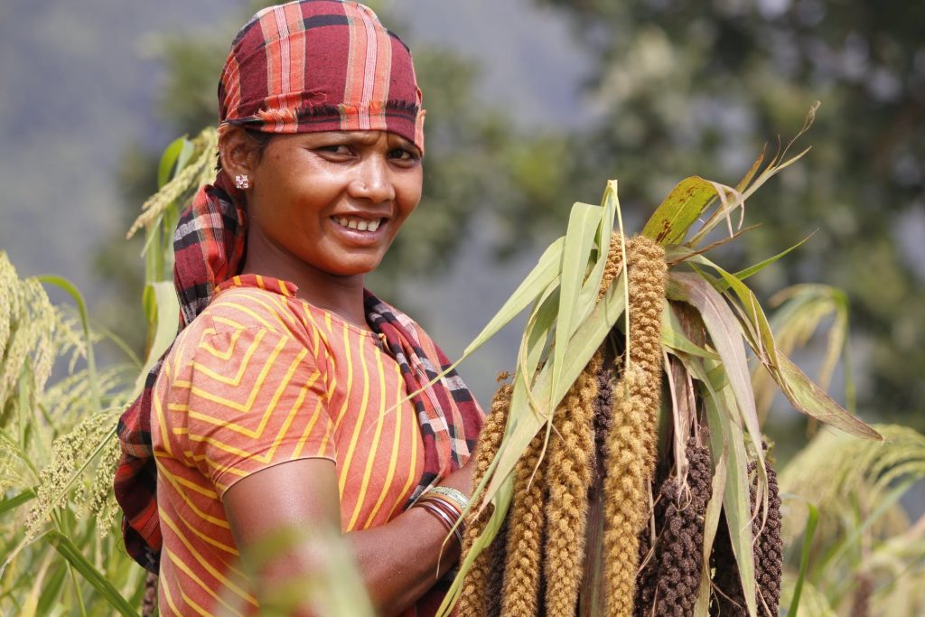 Millet cultivation 5 - Jagruti Kandhamal