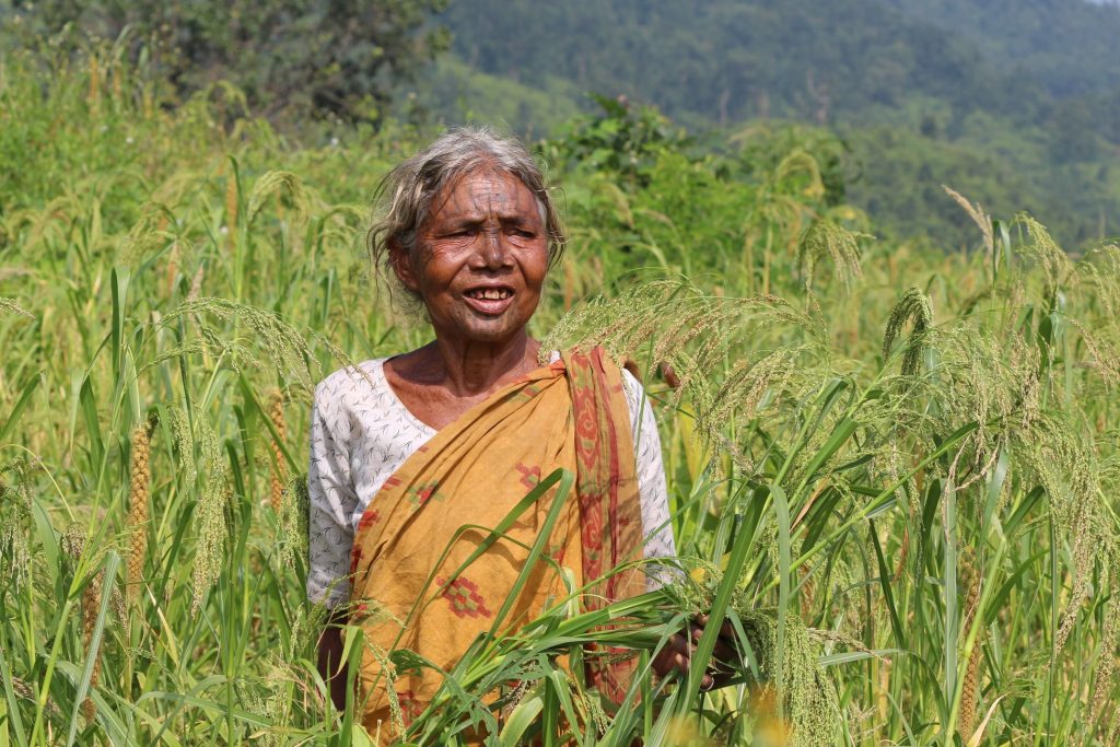 Millet cultivation 6 - Jagruti Kandhamal
